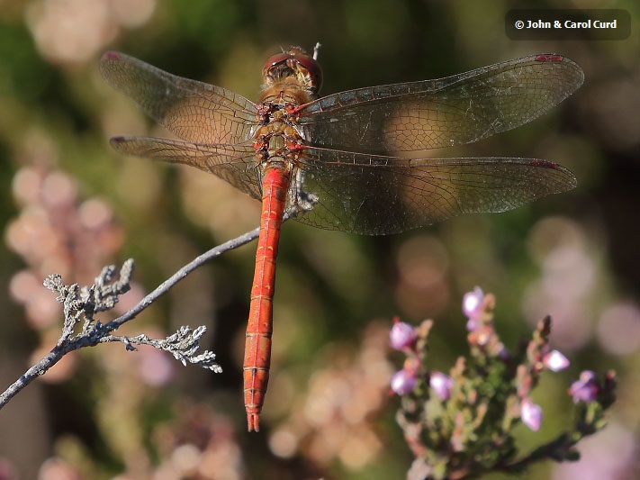 J18_2444 Sympetrum striolatum male.JPG